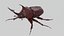 Rhinoceros Beetle