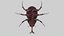 Rhinoceros Beetle