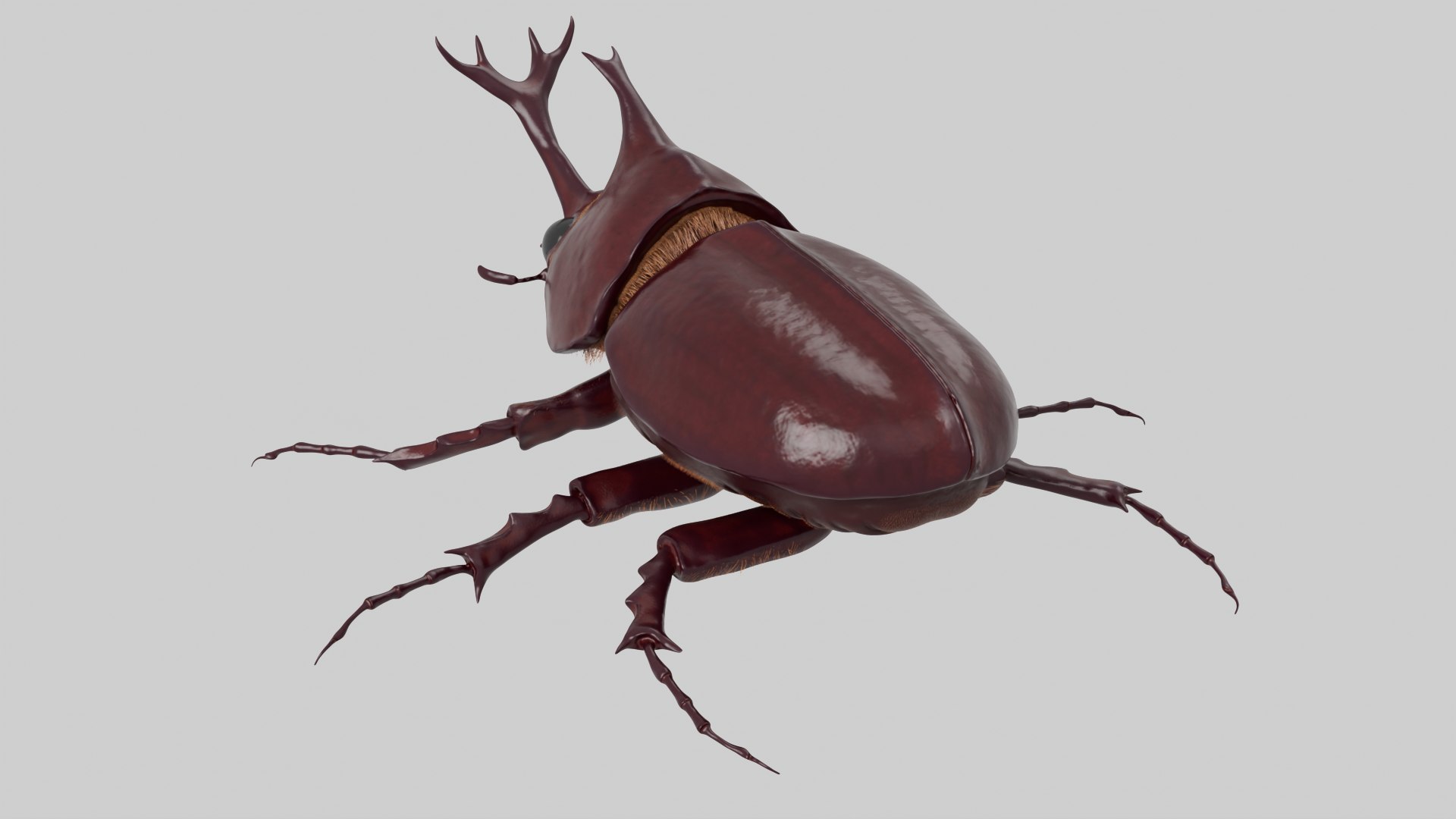 Rhinoceros Beetle 3D model https://p.turbosquid.com/ts-thumb/7F/6RCoQl/uM/scarabee_rendu.006/png/1699888393/1920x1080/fit_q87/cbbe1f110b45a83c3cc0b54e124003826767eebf/scarabee_rendu.006.jpg