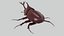 Rhinoceros Beetle