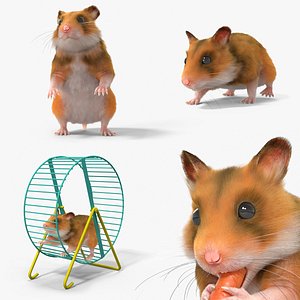 Golden Hamster Fur Rigged For Blender Animated Set 3D model
