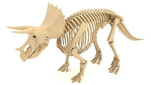 Triceratops Skeleton