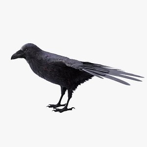 3D Raven