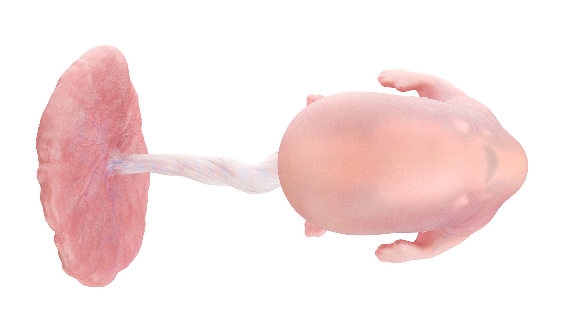 Fetus Anatomy Week 8 Static 3D Model - TurboSquid 1845638