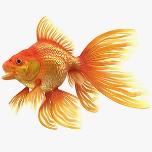 Orange Fancy Fantail Goldfish Rigged 3D model
