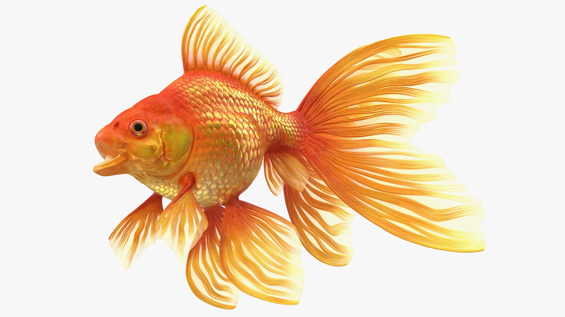 Orange Fancy Fantail Goldfish Rigged 3D model preview