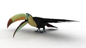 3D Toucan