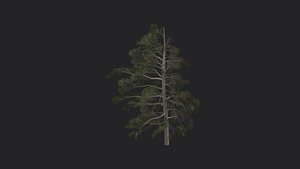 Tree 3D Model 030