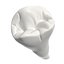 Lower Second Premolar