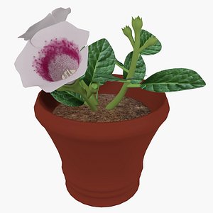 3d model flower pot gloxinia