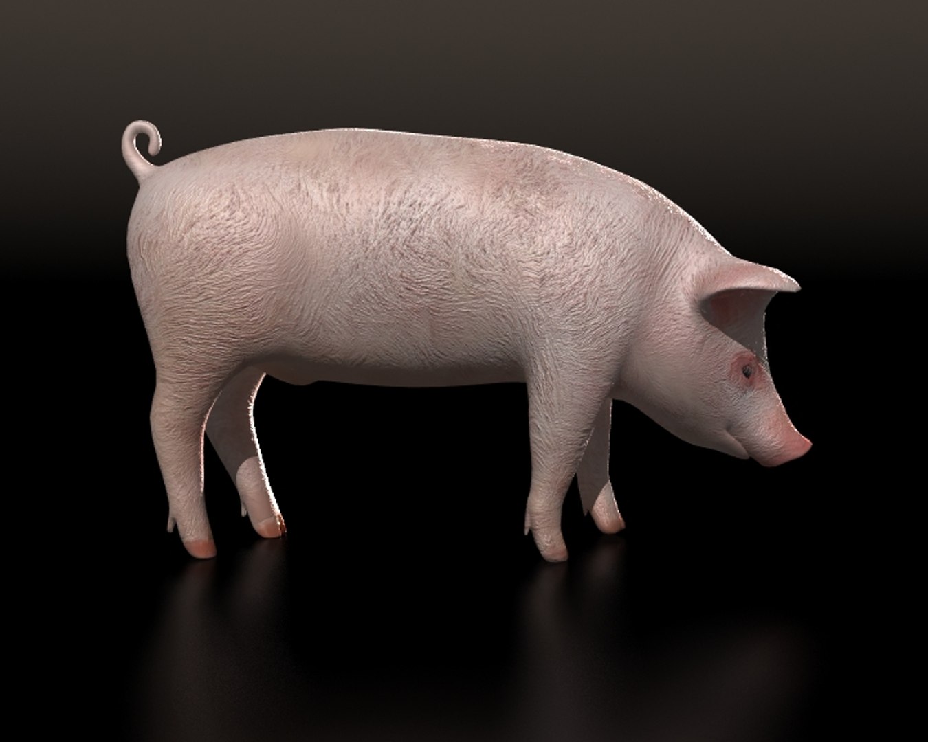 3d lightwave animation model https://p.turbosquid.com/ts-thumb/7F/xPtQnV/mN4EtB5g/pig_02/jpg/1317669412/1920x1080/fit_q87/b42f44fb8d4103413187aabb7905a4519d9bd454/pig_02.jpg
