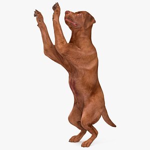 Brown Labrador Dog Begging Pose Animated Rigged for Cinema 4D