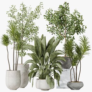 3D AV Indoor Plants Set 203 Banana Olive Eucalyptus Yucca Briful model