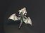 Dragón gris de dibujos animados aparejado Low-poly modelo 3d