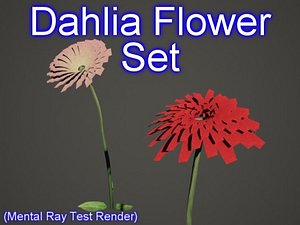set dahlia flowers 3d model