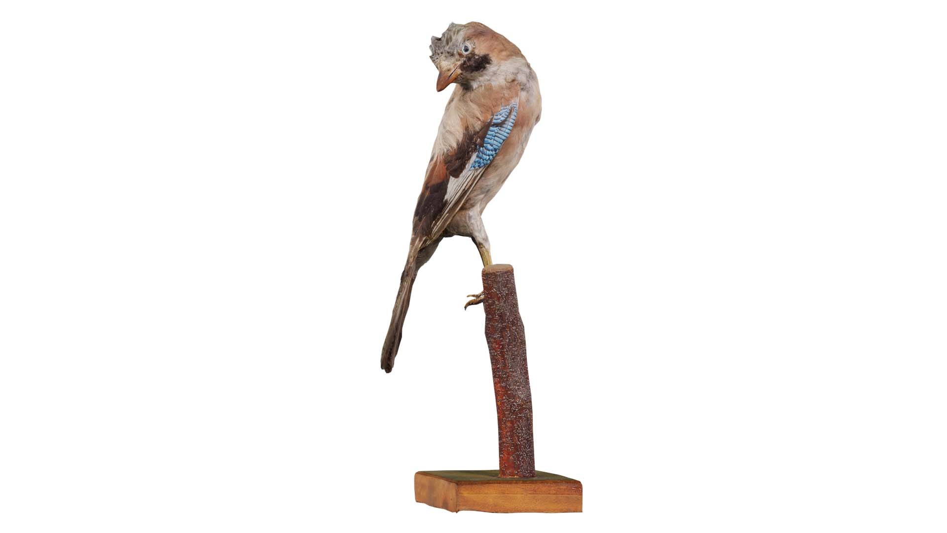 Eurasian Jay Garrulus Glandarius Remastered model https://p.turbosquid.com/ts-thumb/7G/U8N2cn/YH/eurasian_jay_garrulus_glandarius_00/jpg/1740064883/1920x1080/fit_q87/6867892db5ea06a8b19117b530758f2d84f89dd0/eurasian_jay_garrulus_glandarius_00.jpg