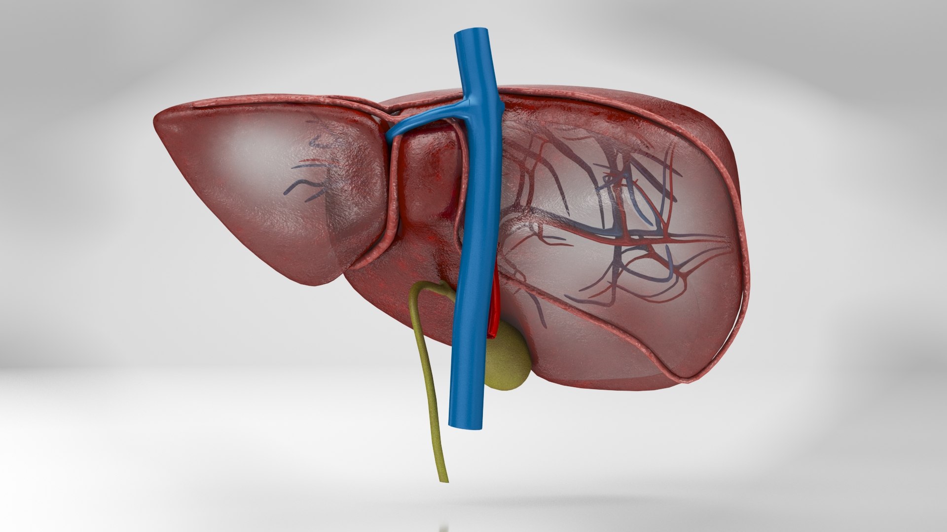 3D Liver Anatomy Model - TurboSquid 1821345