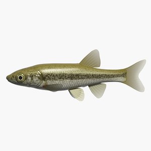 Amur minnow