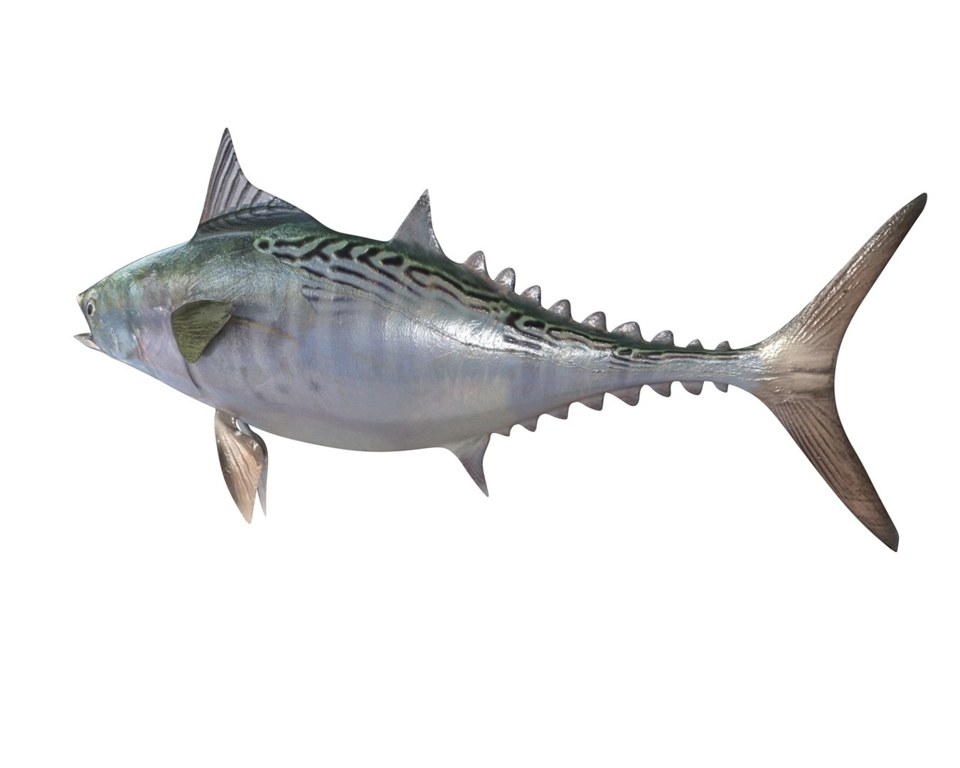 3D fish https://p.turbosquid.com/ts-thumb/7G/hOZnHs/6qXPl2cd/3/jpg/1588401500/1920x1080/fit_q87/a5da3082faf8625d79cd97f30d44b37bb098e159/3.jpg