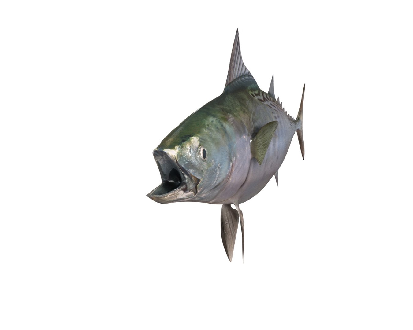 3D fish https://p.turbosquid.com/ts-thumb/7G/hOZnHs/98l16MxX/7/jpg/1588401500/1920x1080/fit_q87/9454d8514a3565a10d7a385c608e7a7686ce589b/7.jpg