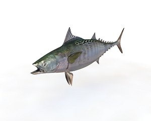 False Albacore Tuna Fish