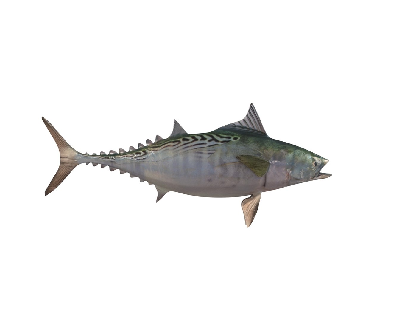 3D fish https://p.turbosquid.com/ts-thumb/7G/hOZnHs/M8qMcSnQ/5/jpg/1588401500/1920x1080/fit_q87/6aaab0712575a76f6ea6f3d7410d12a887b53654/5.jpg