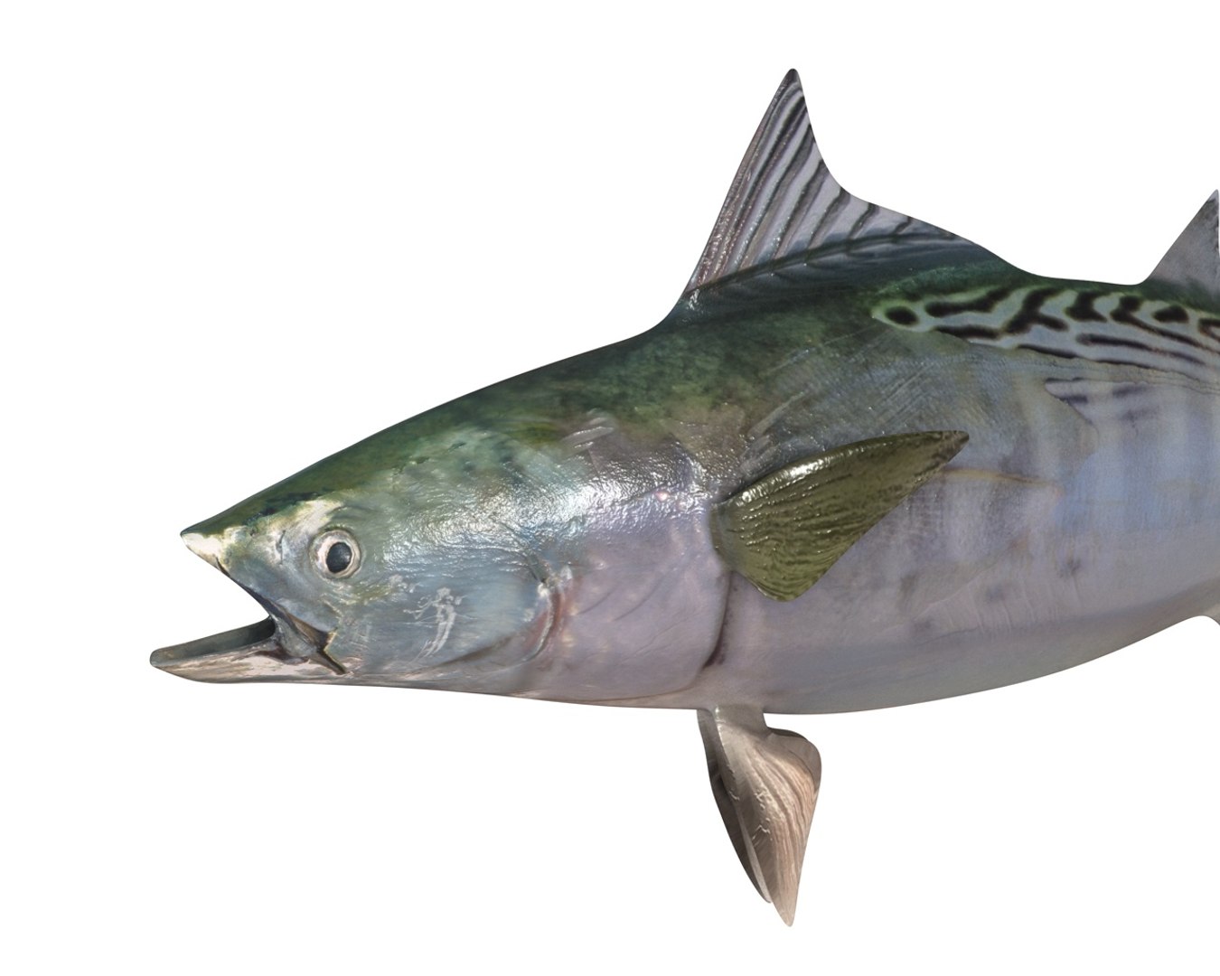 3D fish https://p.turbosquid.com/ts-thumb/7G/hOZnHs/bND3hjte/2/jpg/1588401500/1920x1080/fit_q87/a9ad985e2c102e68d5db9695518061af68e62fe4/2.jpg