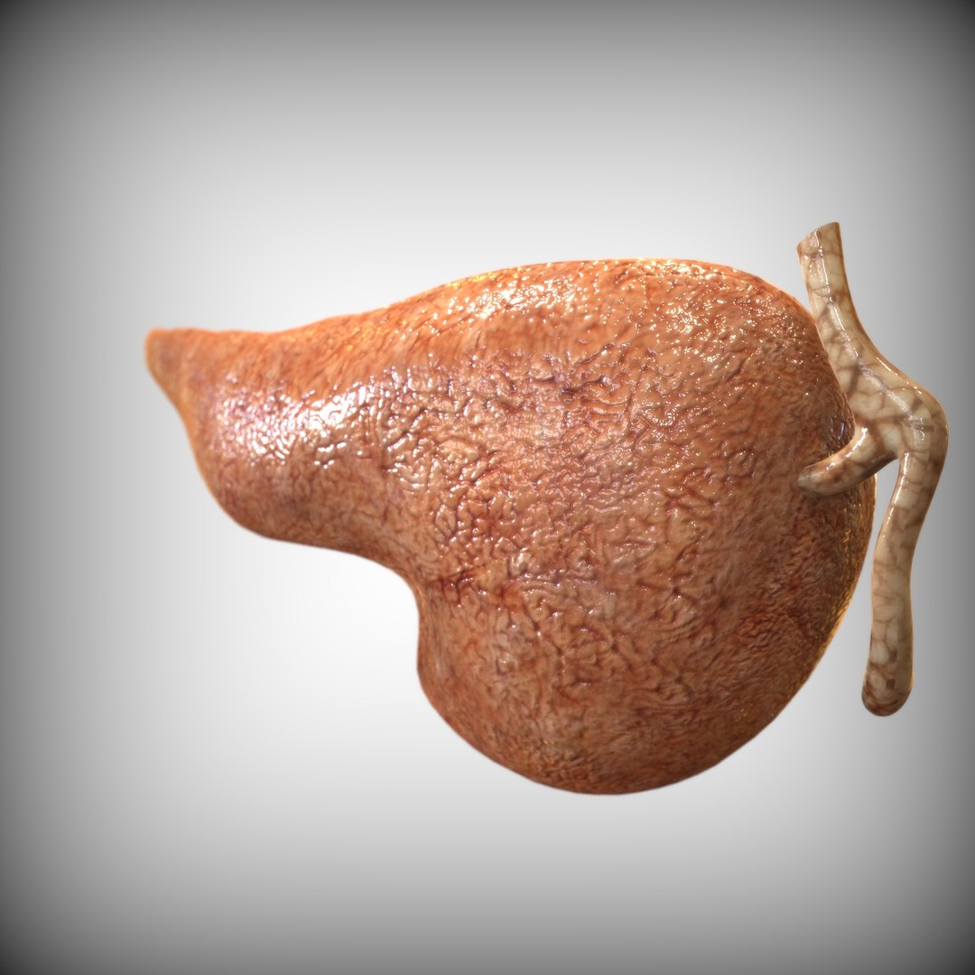 human pancreas 3D model https://p.turbosquid.com/ts-thumb/7G/w3FF3u/8wM2wwbi/left_view/jpg/1583870149/1920x1080/fit_q87/597e640afabc833875367cb98923f8b7d86ec2ac/left_view.jpg