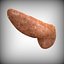 Human Pancreas