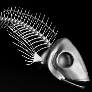 Fish Skeleton