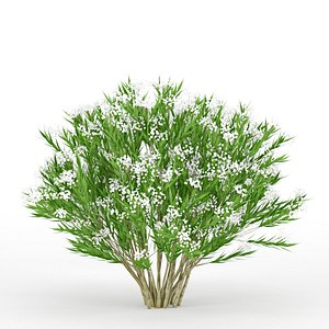 nerium flower plants 3d model