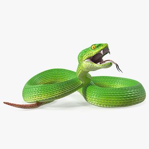 Attacking Green Snake Trimeresurus