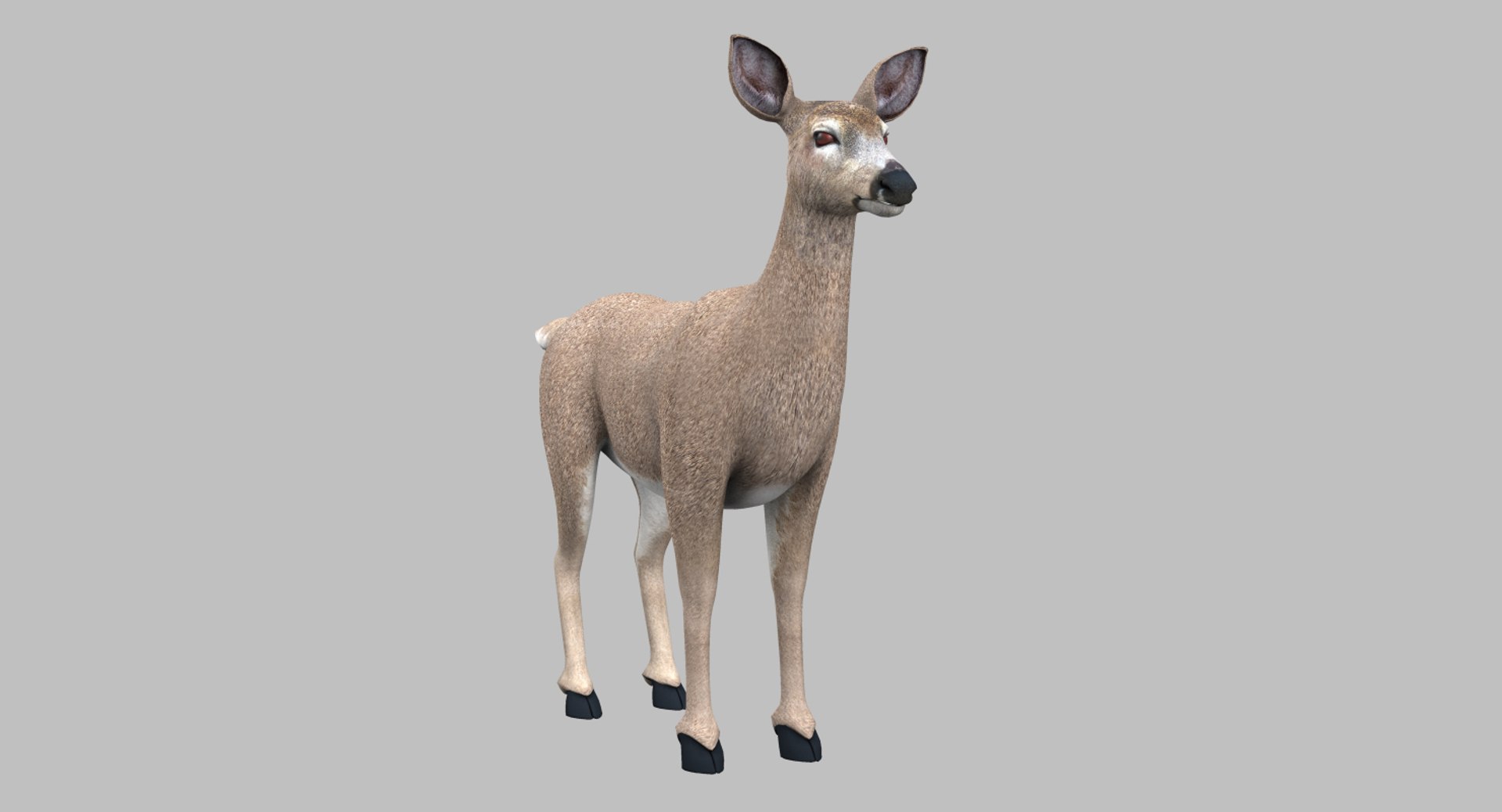 3D Model Deer Doe Animal - TurboSquid 1383113