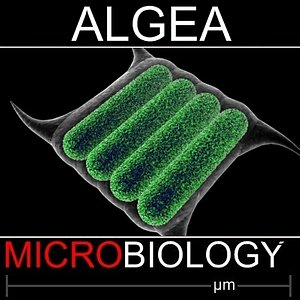 3d model quaricauda green algea