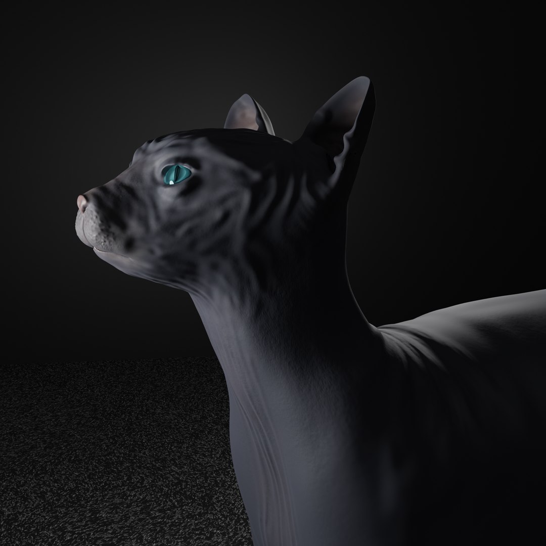 3D Egyptian Hairless Cat TurboSquid 1958311   0009 