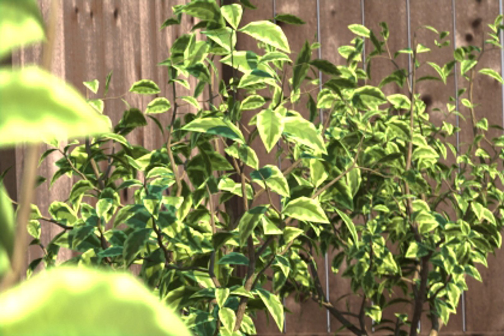 Renderings Shrub Ready - 3d Max