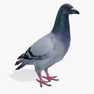 3D Pigeon
