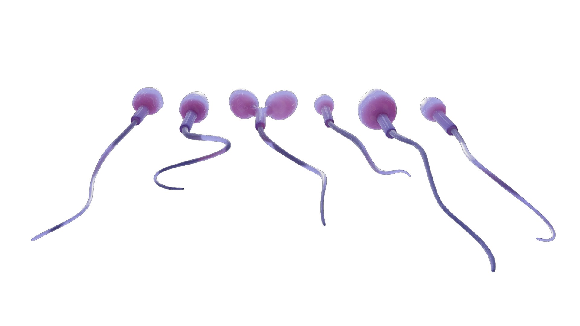 Sperm Morphology Normal and Abnormal 3D https://p.turbosquid.com/ts-thumb/7H/v2iO40/Tp/r2/png/1696167492/1920x1080/fit_q87/5dcc334a72f17d23966a0f6fe2bbf7ceb0ccfa33/r2.jpg