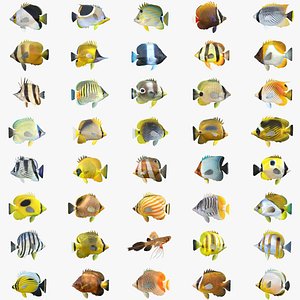 Butterflyfish Collection 1-40