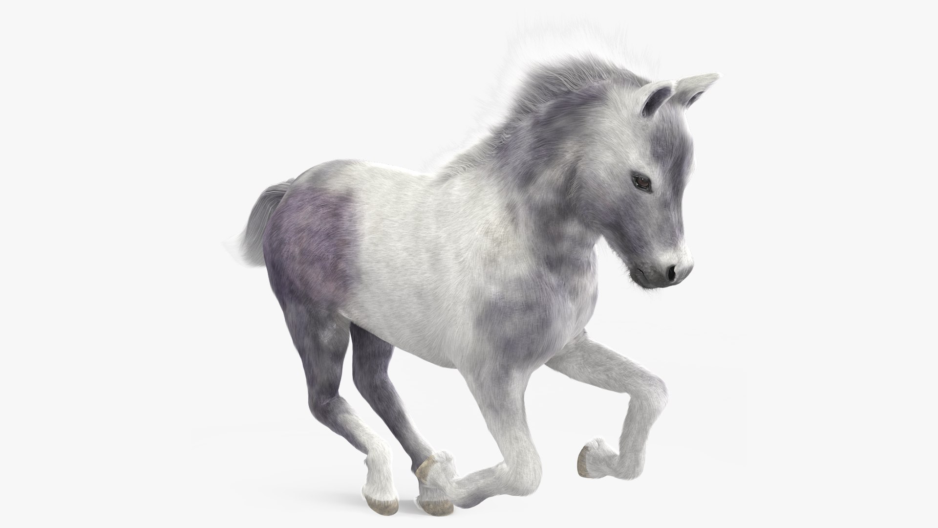 Running Shetland Pony White Fur 3D model preview