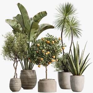 3D AV Indoor Plants Set 501 AloeVera Orange Tree Yucca Olive Banana