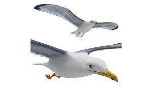 gull flying 3D model