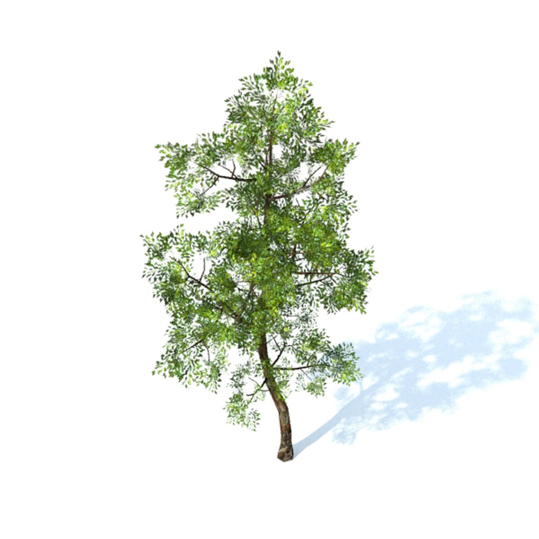 generic tree 3d obj