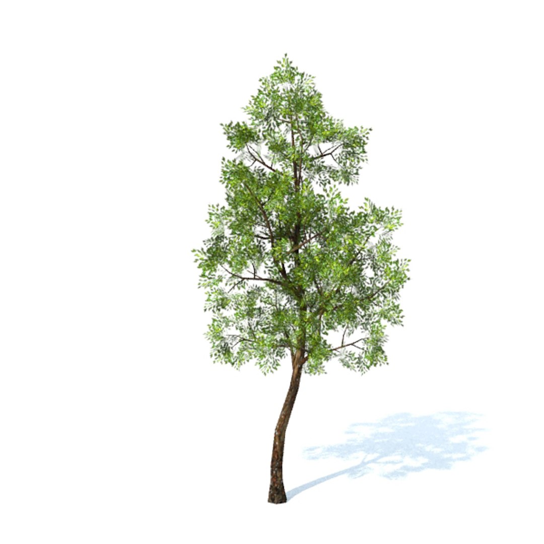 generic tree 3d obj