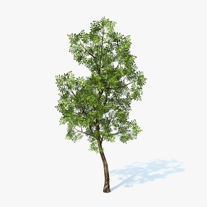 generic tree 3d obj