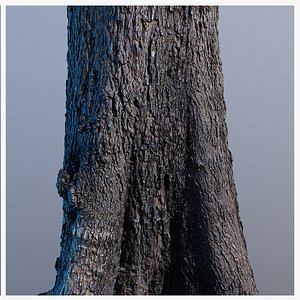 3D model Treebark04