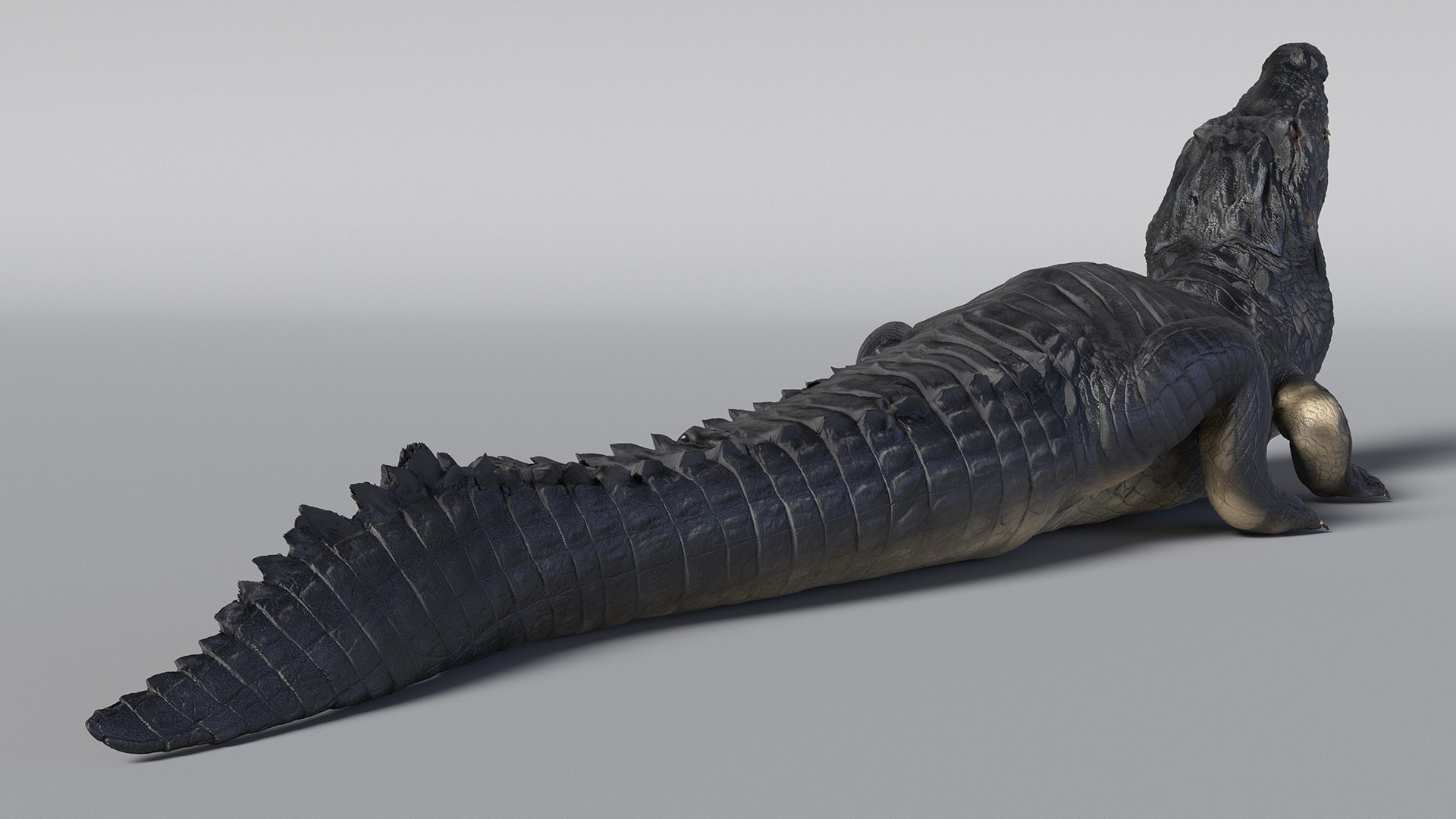 Black Caiman Looking Up model https://p.turbosquid.com/ts-thumb/7I/nTKAhs/1o/blackcaimanlookingupc4dmodel008/jpg/1709955134/1920x1080/fit_q87/fbb0abacce0f0c536bf9681dd786e4ed5cf6e98c/blackcaimanlookingupc4dmodel008.jpg