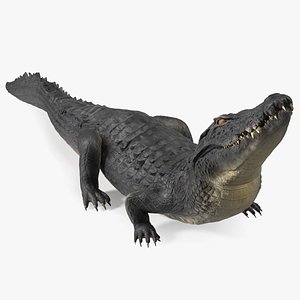 Black Caiman Looking Up