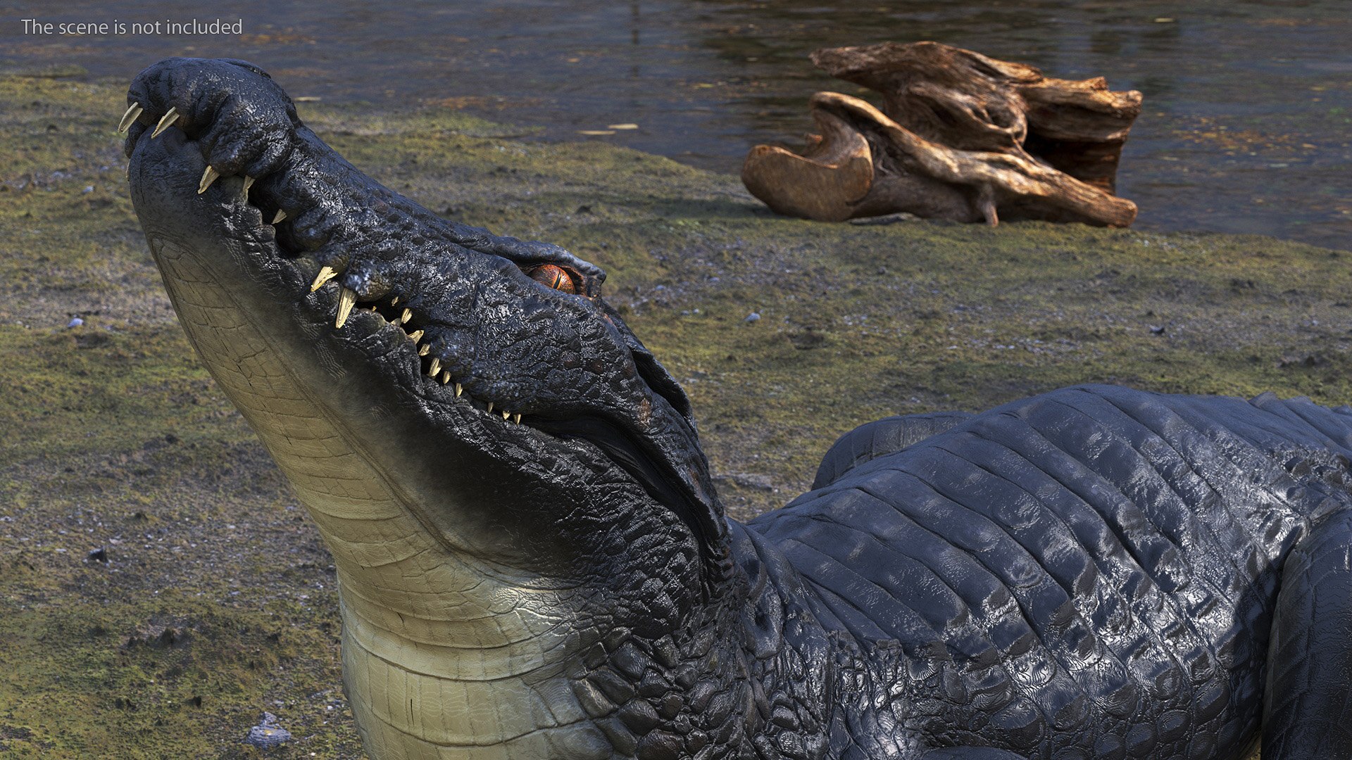 Black Caiman Looking Up model https://p.turbosquid.com/ts-thumb/7I/nTKAhs/7C/blackcaimanlookingupc4dmodel006/jpg/1709955126/1920x1080/fit_q87/ee2e267903e7b7d40085f0a7dca3e643d638925c/blackcaimanlookingupc4dmodel006.jpg