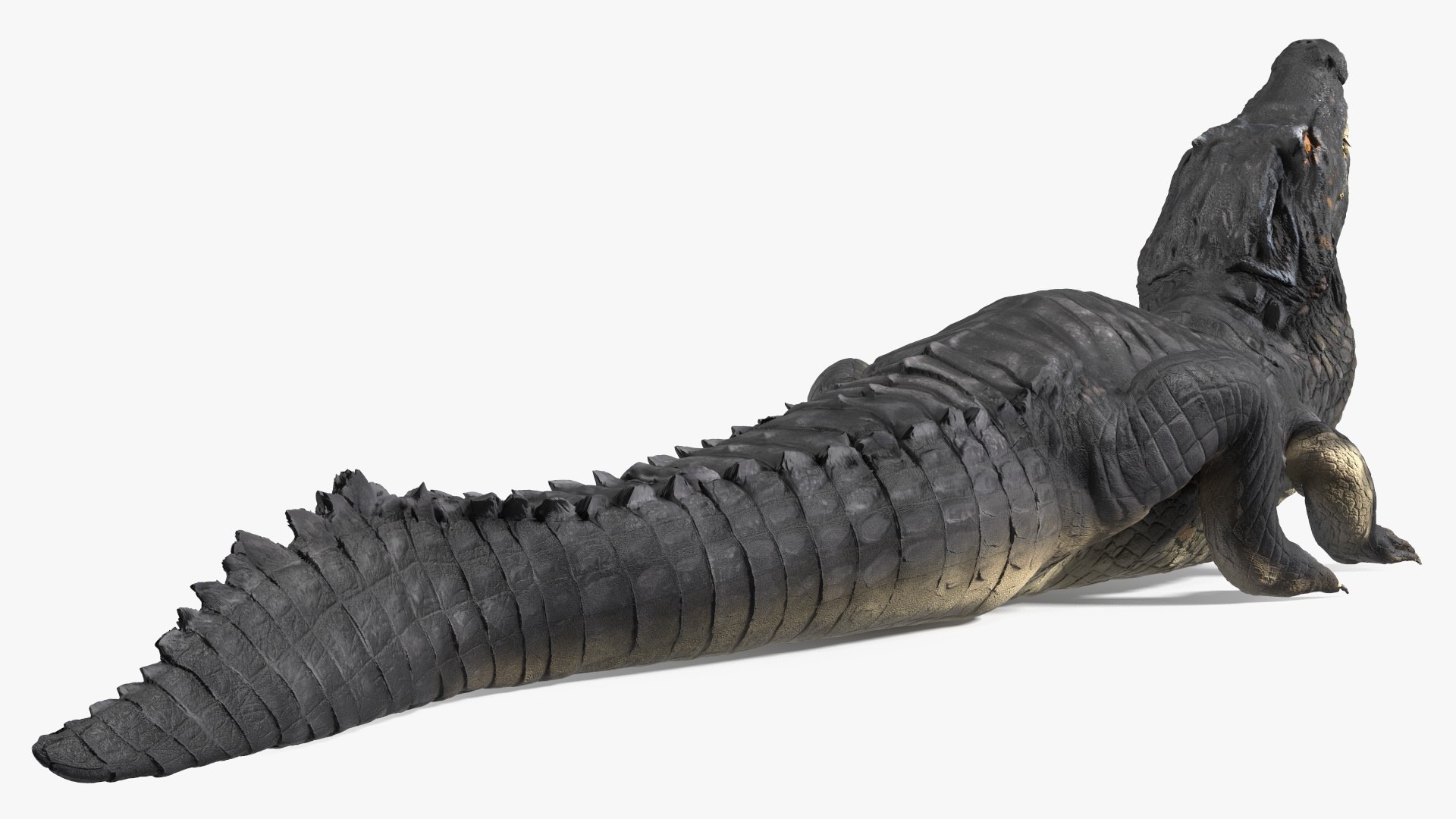 Black Caiman Looking Up model https://p.turbosquid.com/ts-thumb/7I/nTKAhs/HY/blackcaimanlookingupc4dmodel011/jpg/1709955146/1920x1080/fit_q87/4766e40089ce130a0626d98afa537c1285e4c5cf/blackcaimanlookingupc4dmodel011.jpg